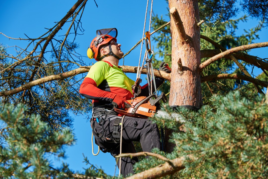 Tree Removal North Sydney