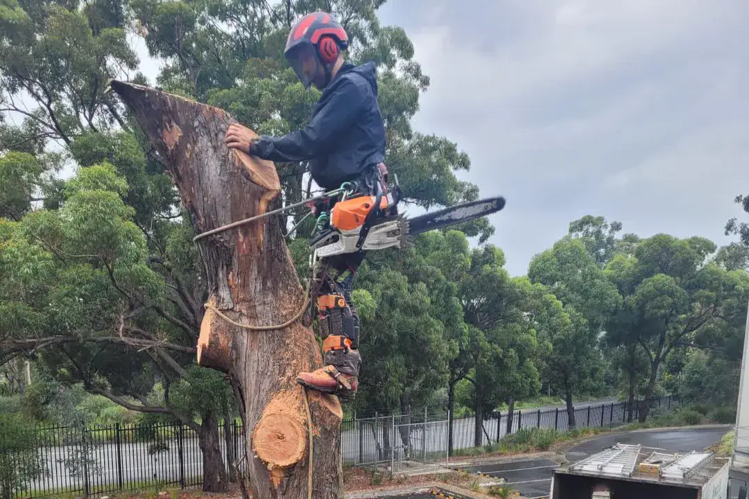 Tree Removal Cremorne