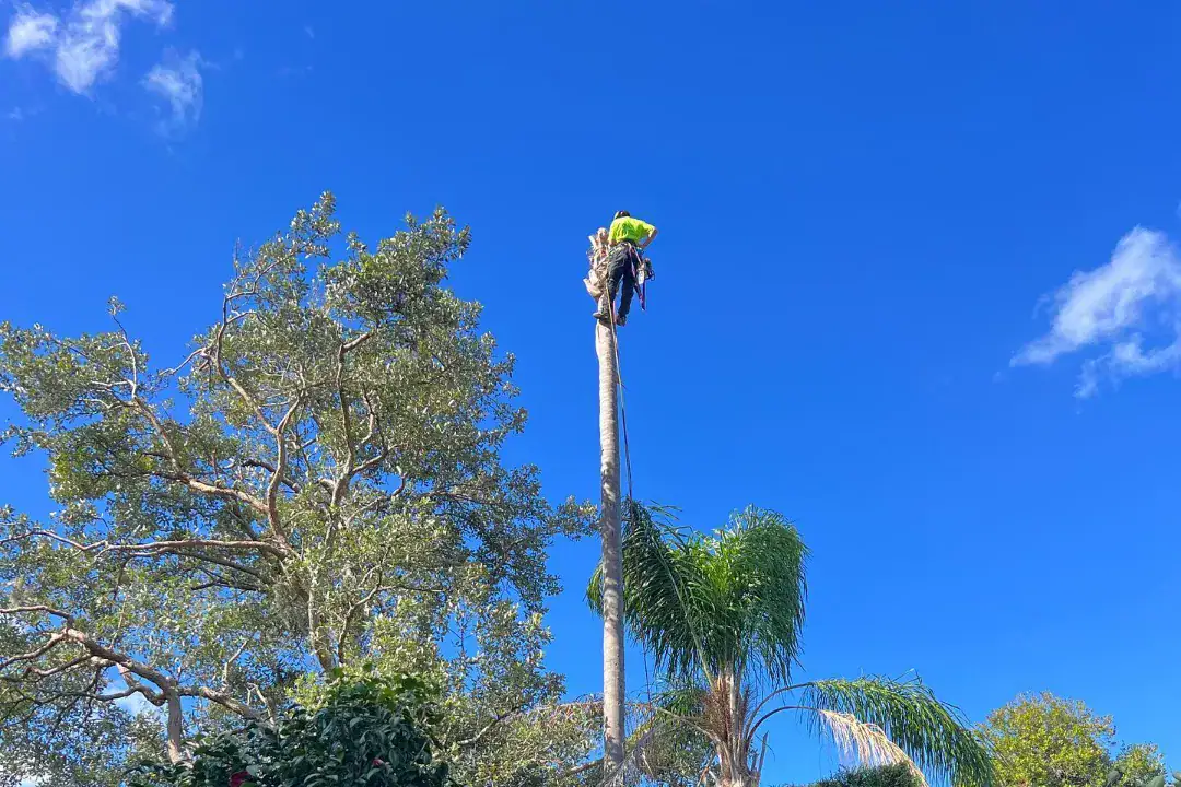 Tree Removal Cremorne