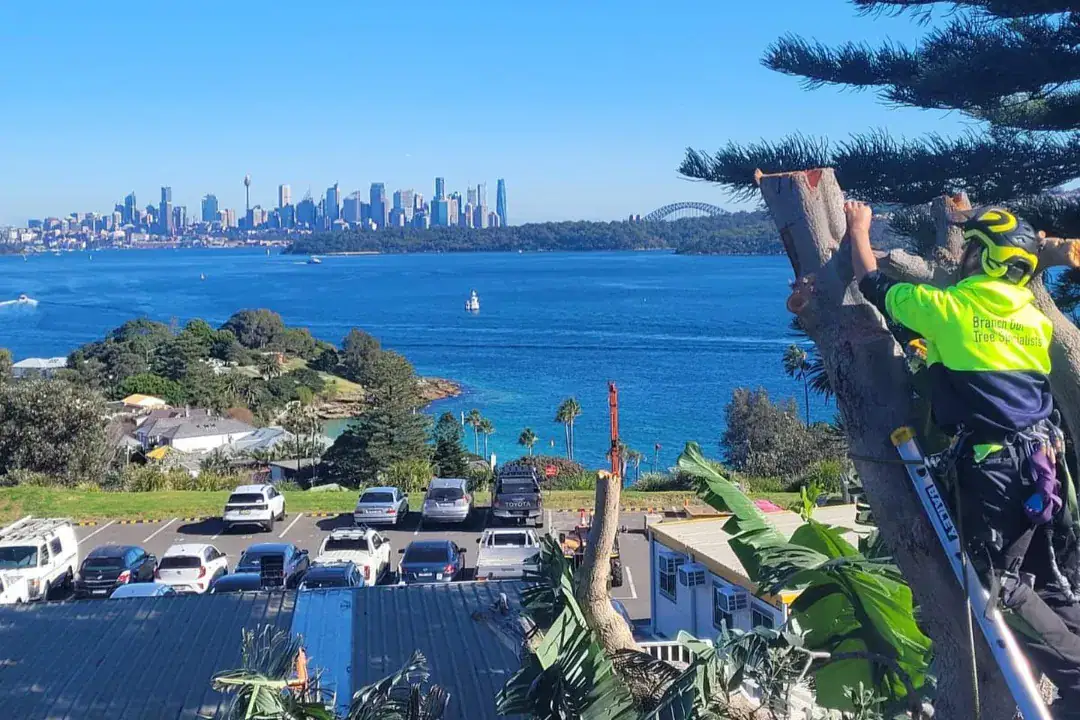 Tree Removal Cremorne
