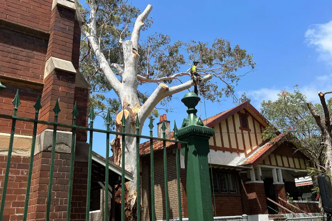 Tree Removal Inner West