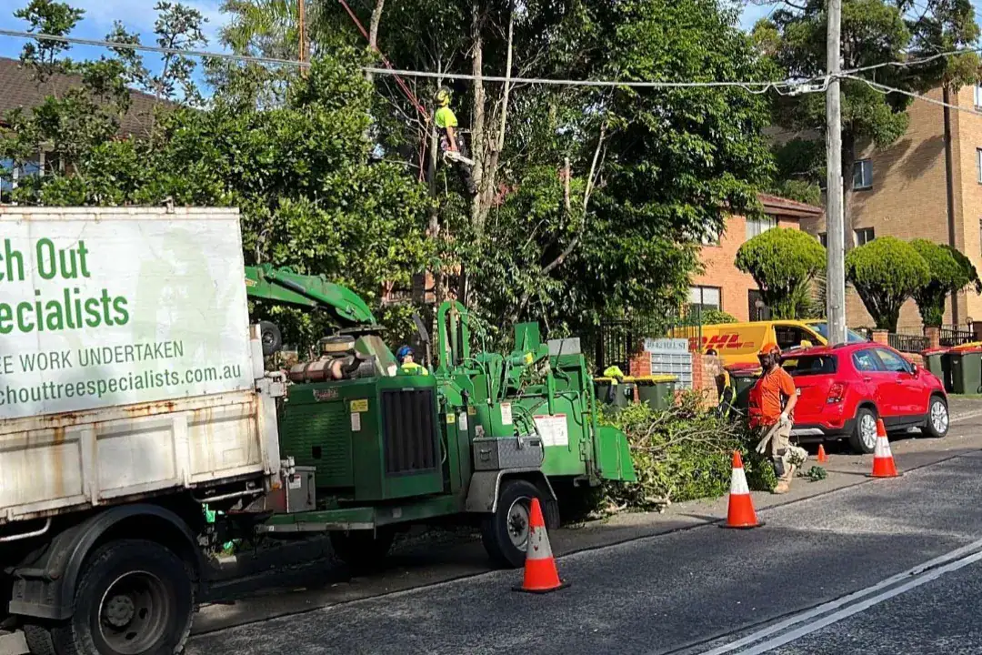 Tree Removal Inner West