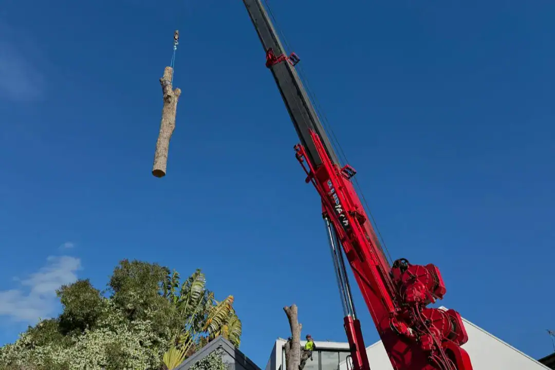 Tree Removal Killara