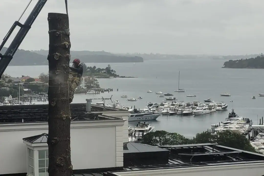 Tree Removal Killara