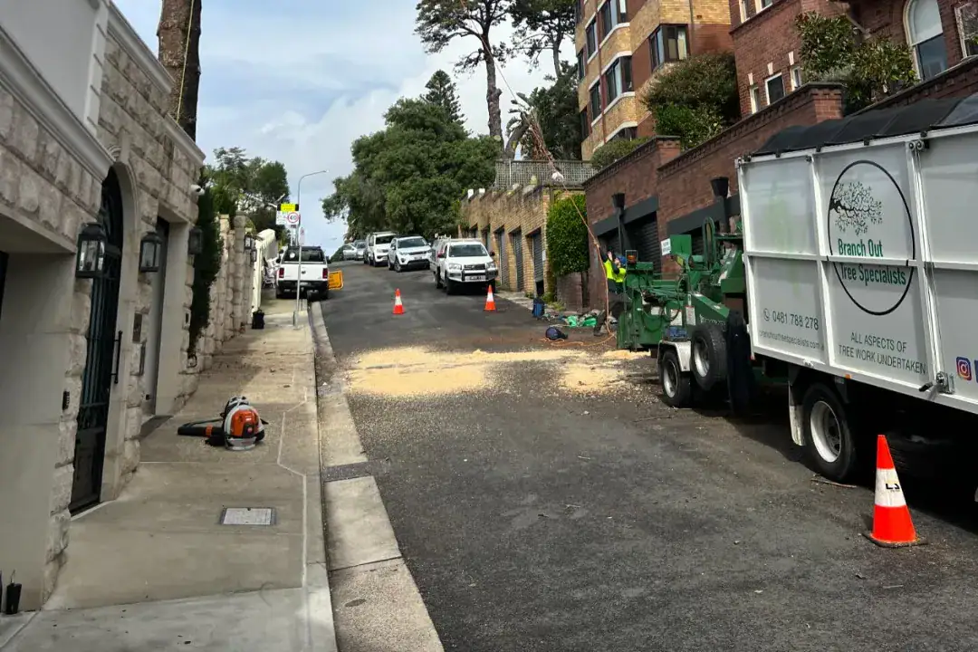 Tree Removal Killara