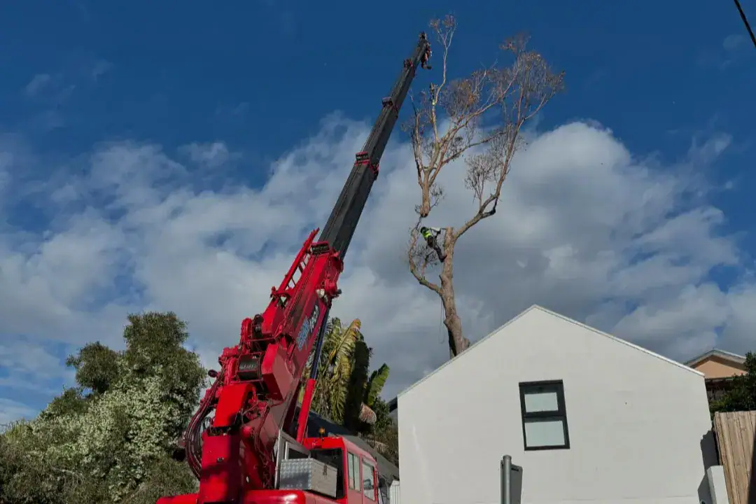 Tree Removal Lane Cove