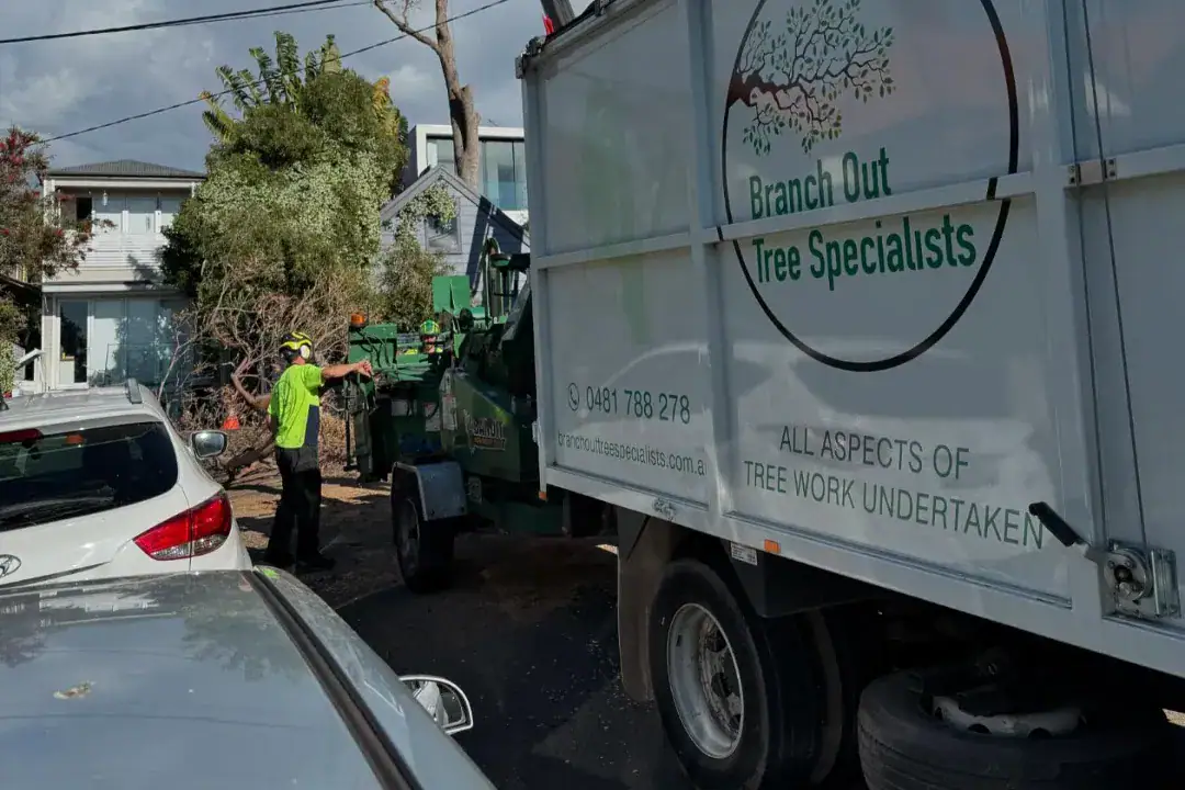 Tree Removal Lane Cove