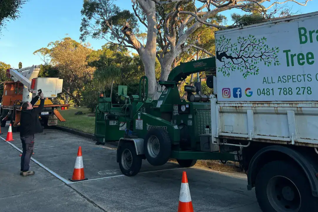 Tree Removal Pymble