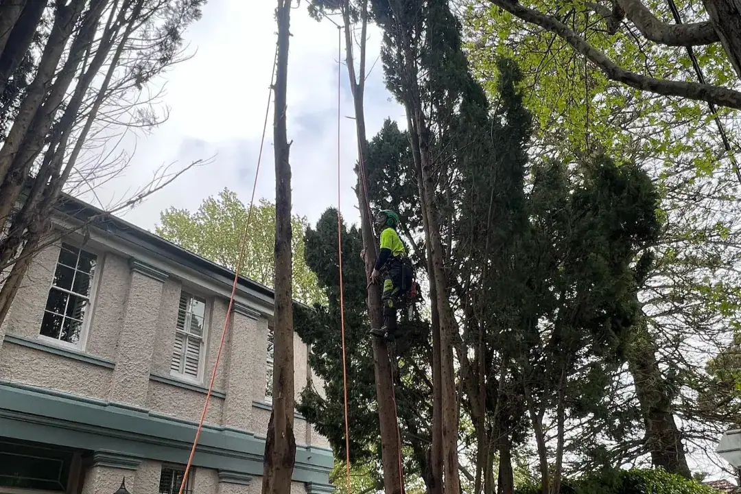 Tree Removal Pymble