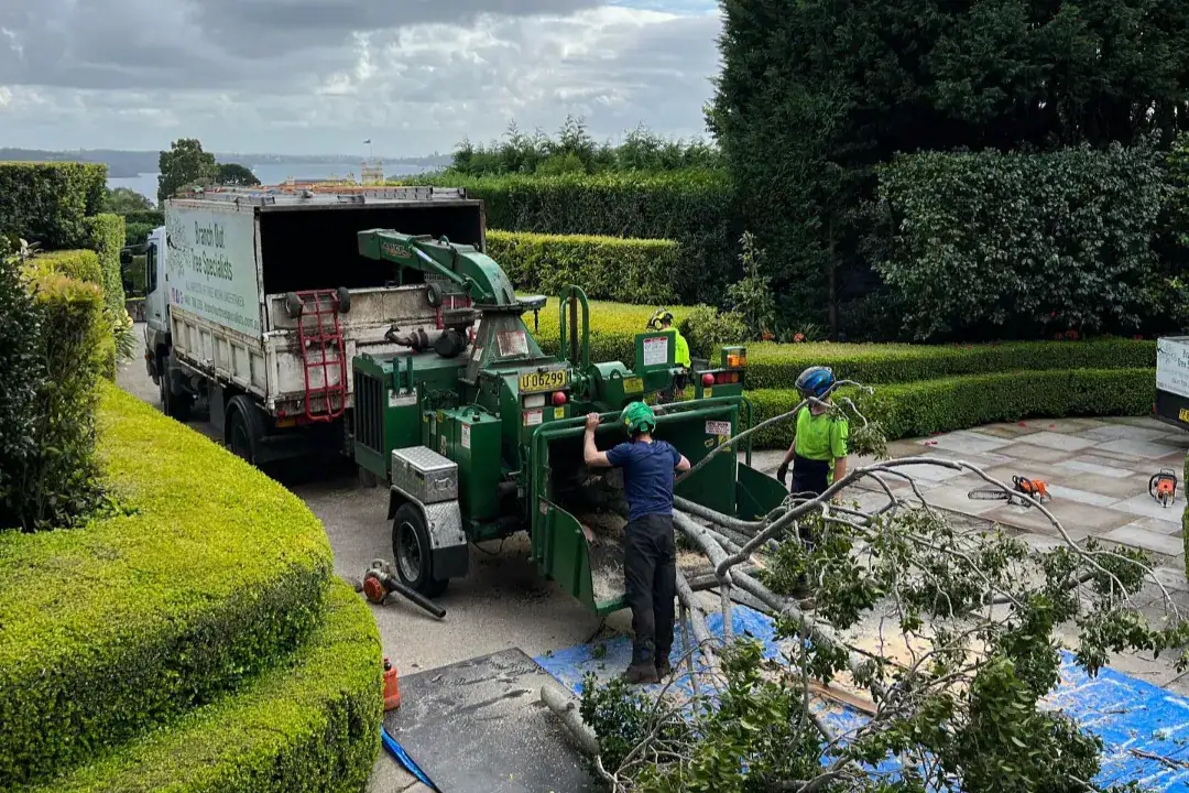 Tree Removal Pymble