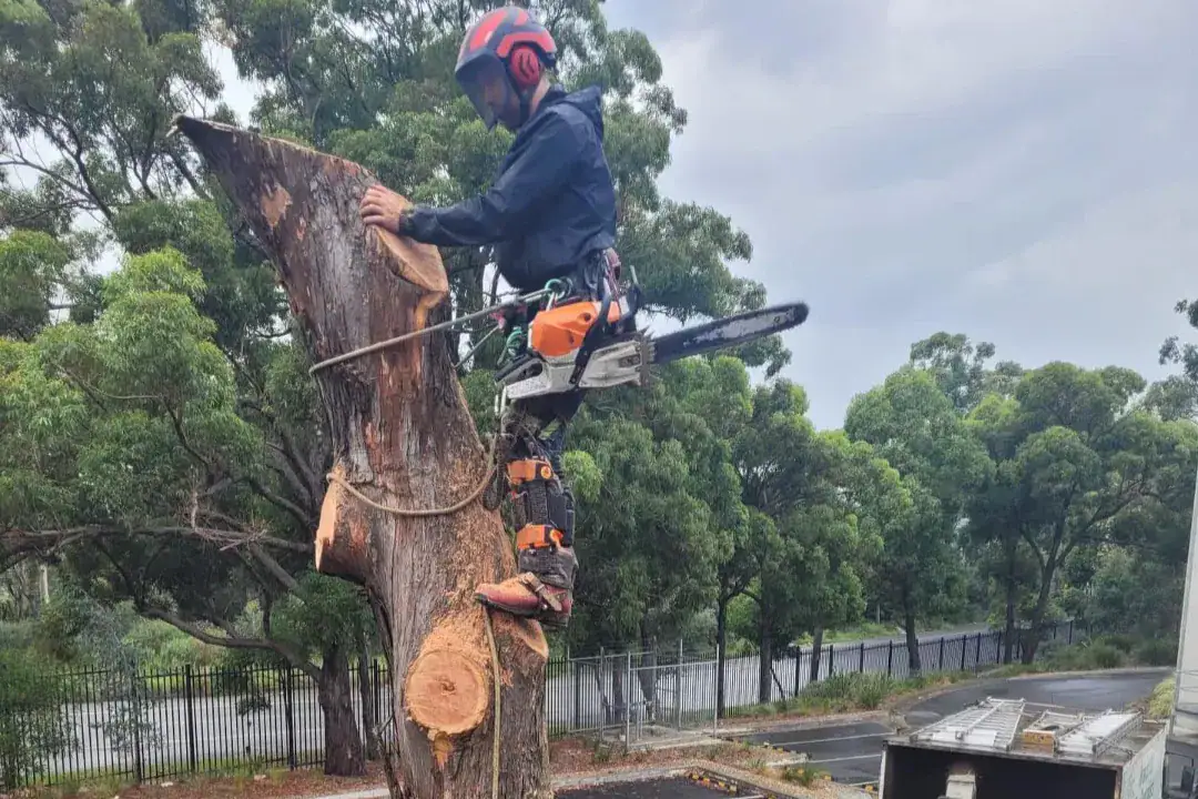 Tree Removal Lindfield