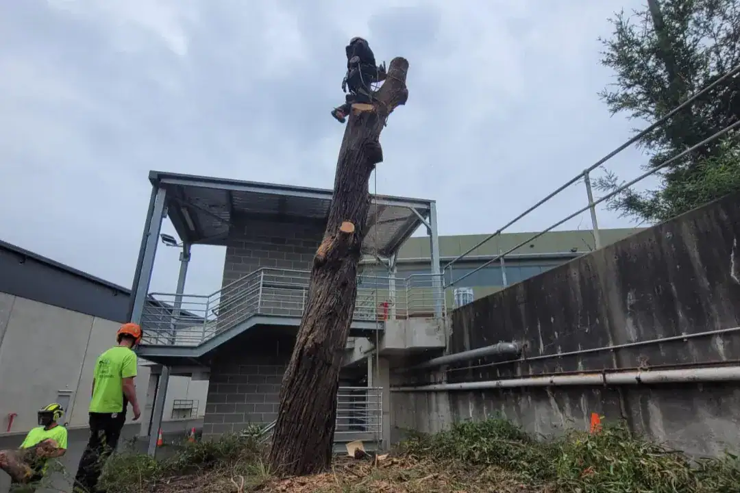 Tree Removal Lindfield