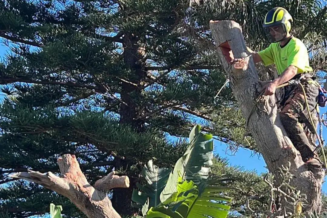 Tree Removal Lindfield