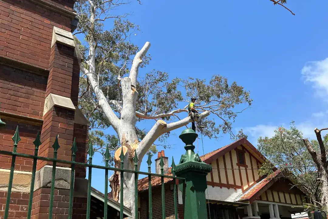 Tree Removal Roseville