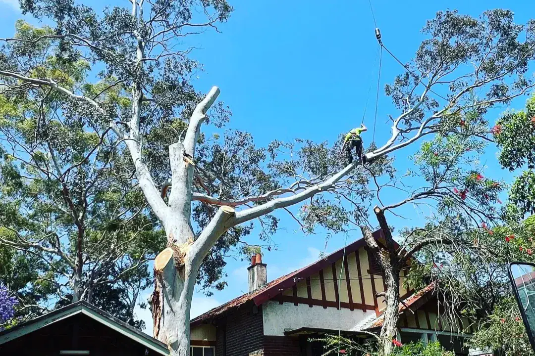 Tree Removal Roseville