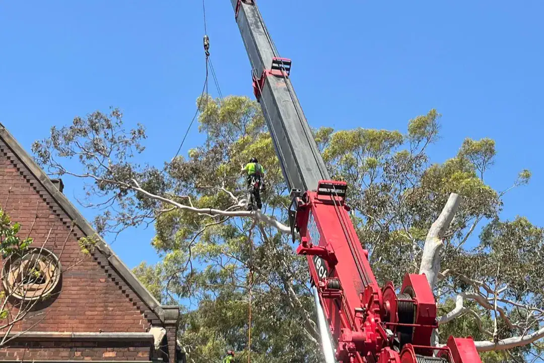 Tree Removal Roseville